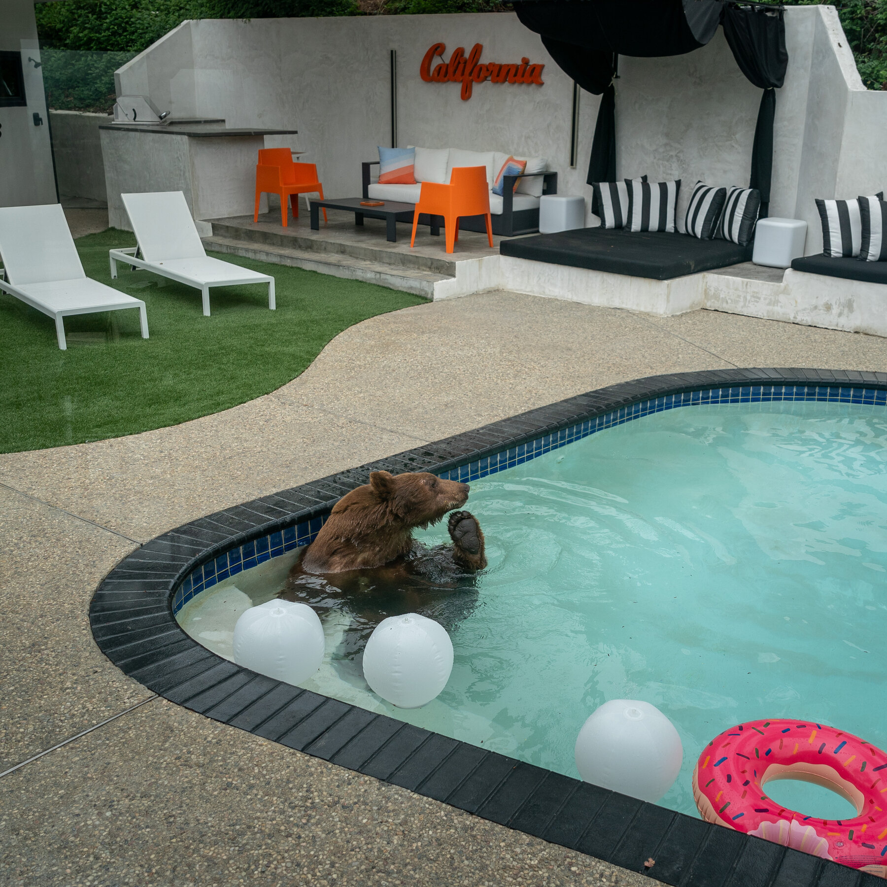 Bears in Los Angeles Are Getting Their Close-Ups, Ready or Not