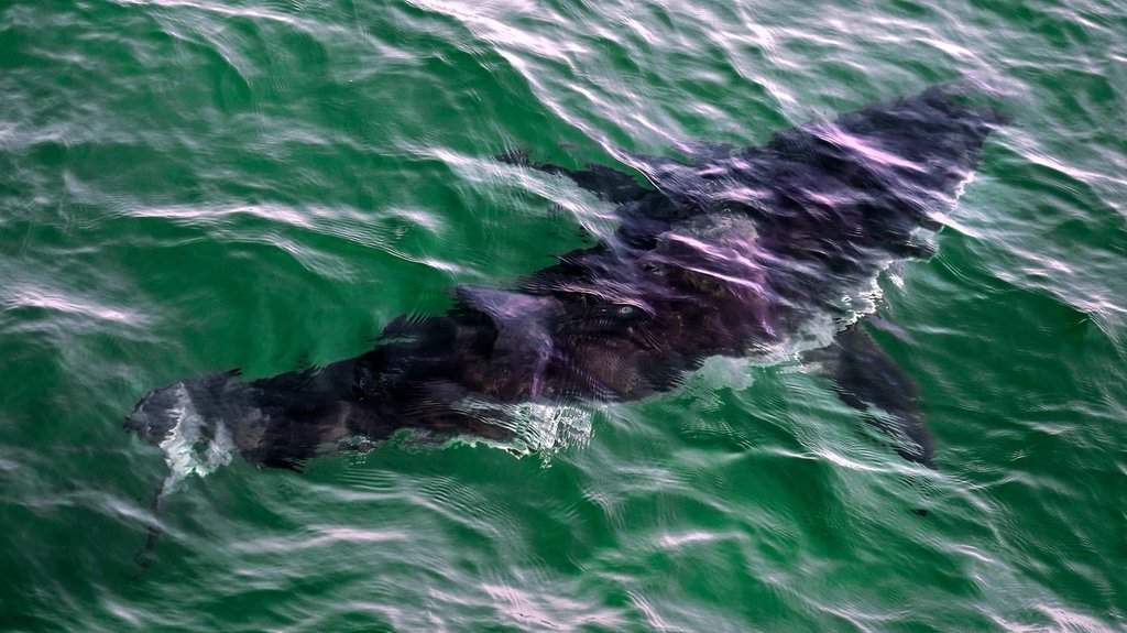 Diver hospitalized after great white shark attack off Quebec’s Gaspé coast