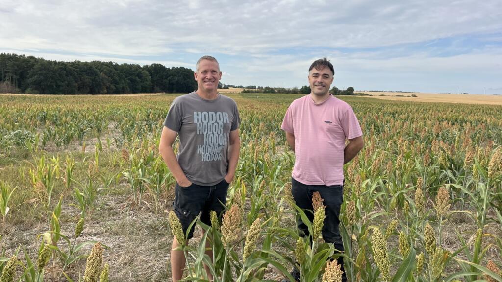 French cereal farmers experiment with African sorghum to beat the heat