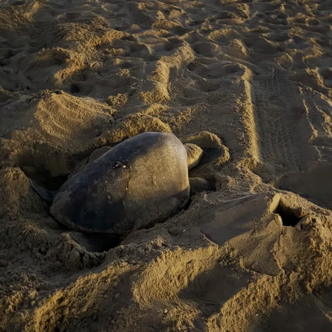 Tropical Sea Turtle Lays Eggs on Southern California Beach