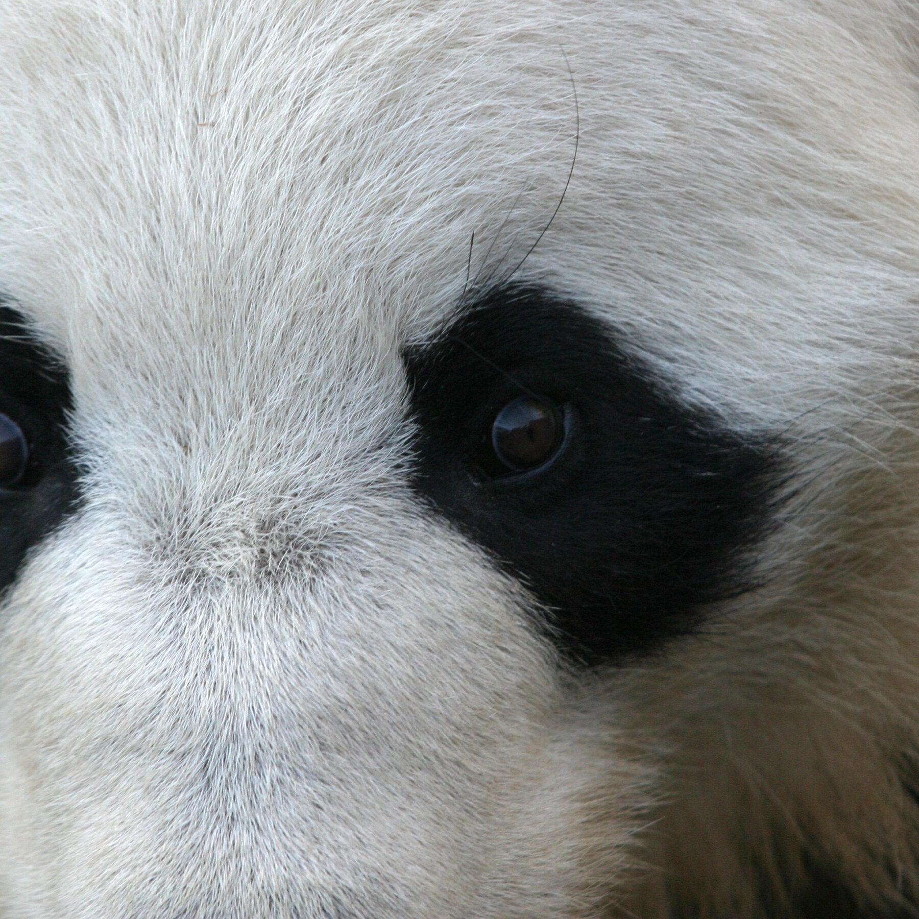 China to Send Pandas to Zoo Atlanta, Xi Says