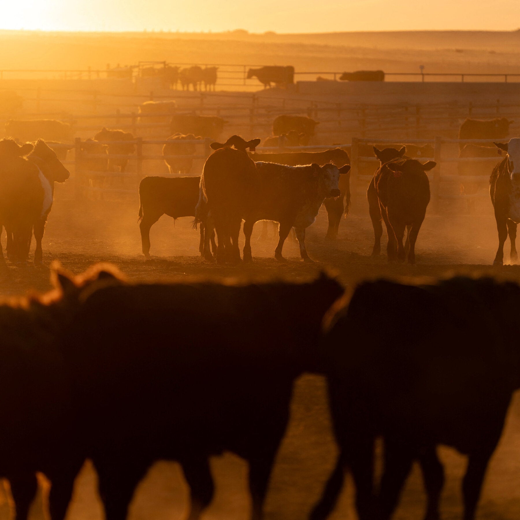ICE Raids in Beef Country Raise Fears of Higher Prices