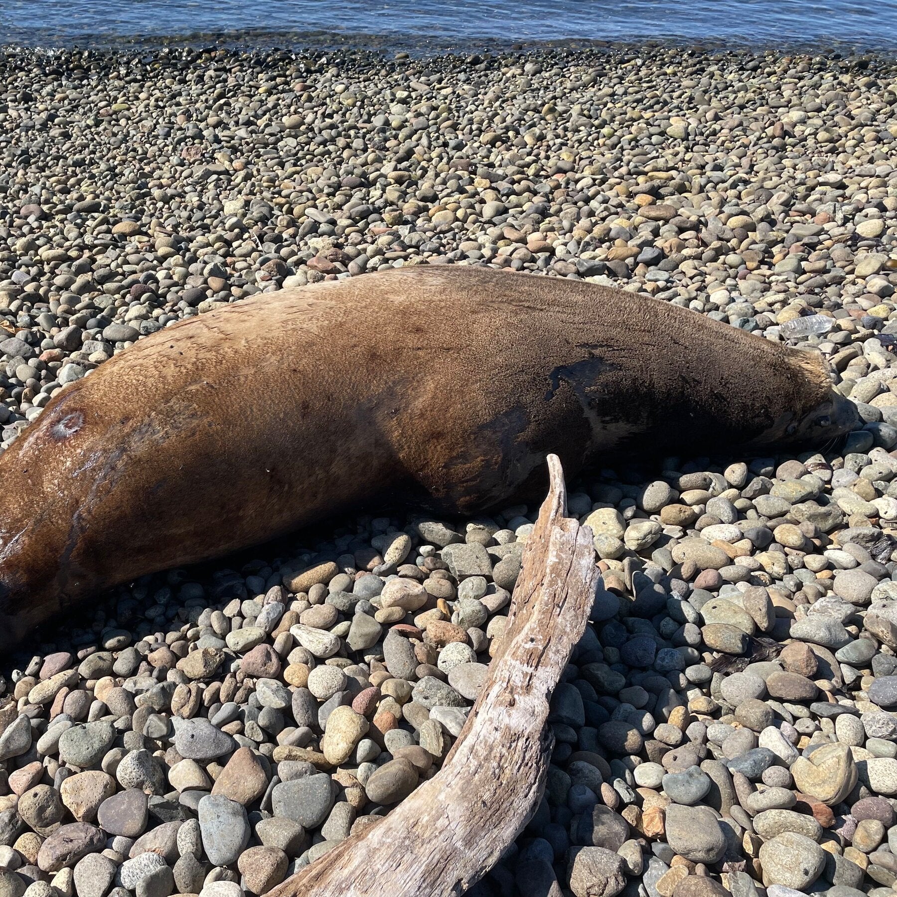 700-Pound Sea Lion Is Found to Have Been Shot at Least 12 Times