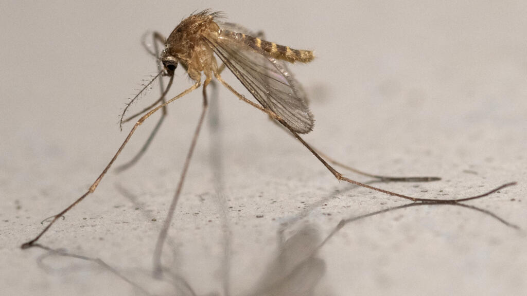 Growing concern as mosquito-borne West Nile virus gains ground in France